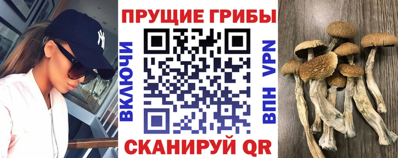 где купить наркотик  Благодарный  Галлюциногенные грибы мицелий 